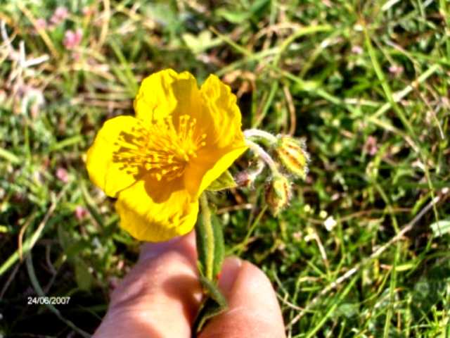 Lilium bulbuferum subsp. Croceum e Helianthemum sp.